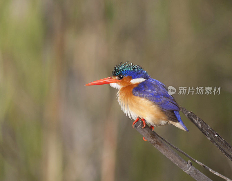 孔雀石翠鸟。非洲博茨瓦纳的Chobe NP